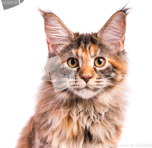 Image of Portrait of Maine Coon kitten