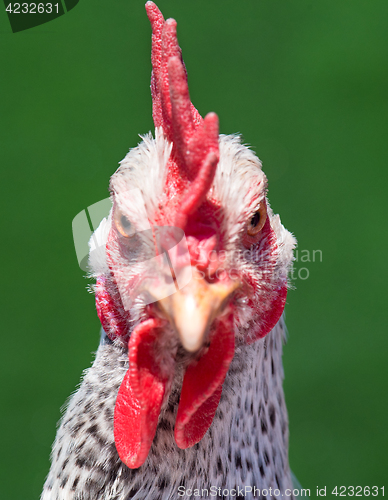 Image of Head white hen on green 