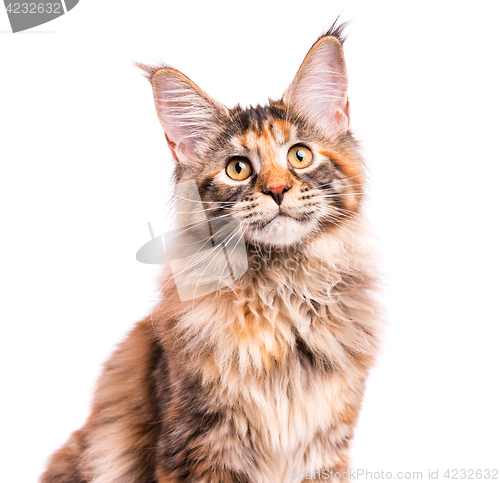 Image of Portrait of Maine Coon kitten