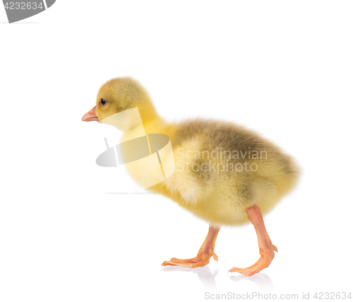 Image of Cute little gosling