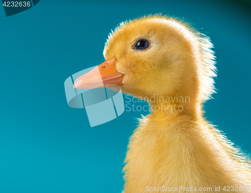 Image of Cute little newborn duckling