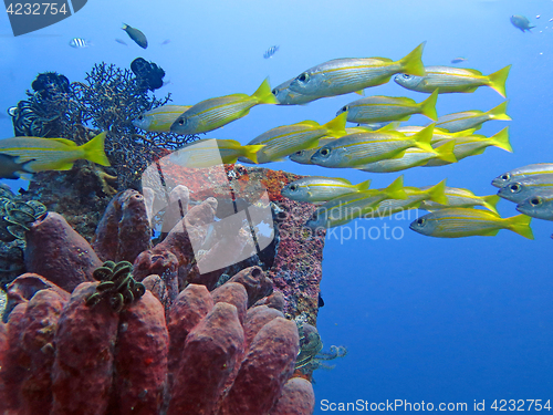 Image of Thriving coral reef alive with marine life and fish, Bali