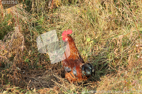 Image of Beautiful rooster in green grass with a red crest.