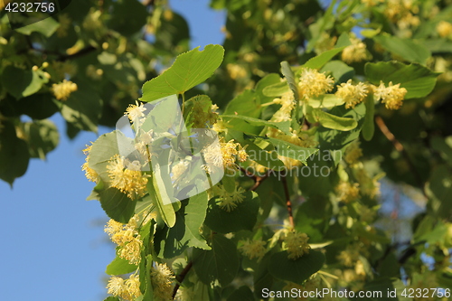 Image of Linden tree in bloom, against a green leave