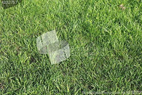 Image of Lush green grass on the soccer field