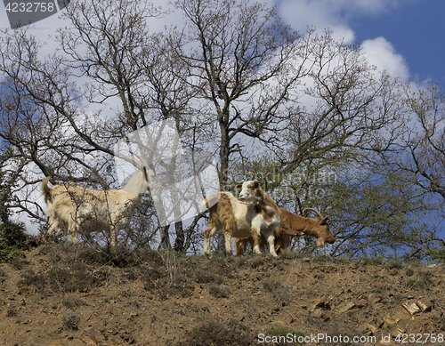 Image of Herd of mountain goats on the slopes in the bushes