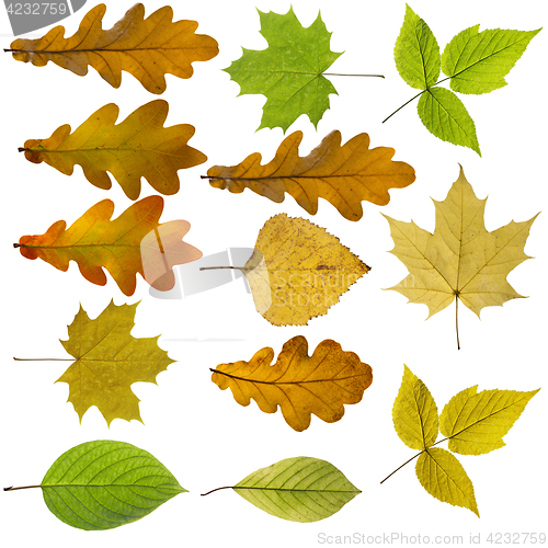 Image of Colorful and bright background made of fallen autumn leaves.