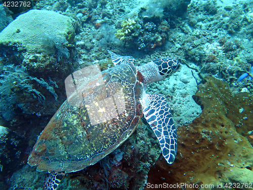 Image of Hawksbill sea turtle current on coral reef island, Bali