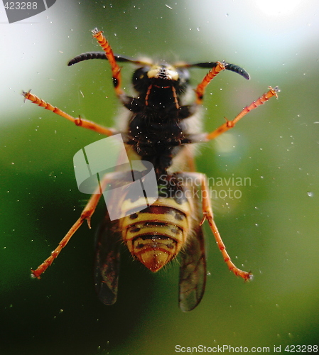 Image of Knocking on the window