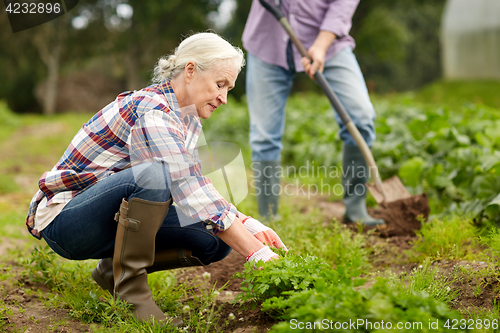 Image of senior couple working in garden or at summer farm