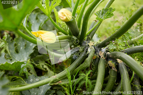 Image of squashes at summer garden bed