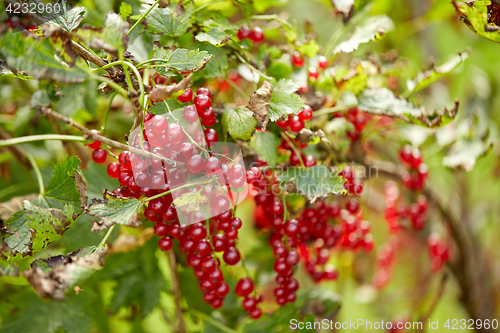 Image of red currant bush at summer garden branch