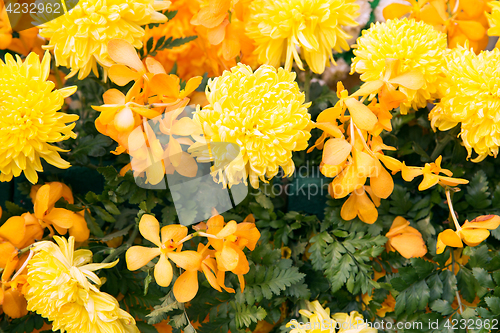 Image of beautiful yellow chrysanthemums and orchid flowers