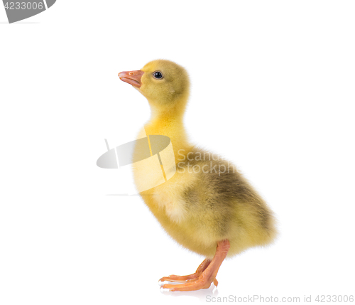 Image of Cute little gosling