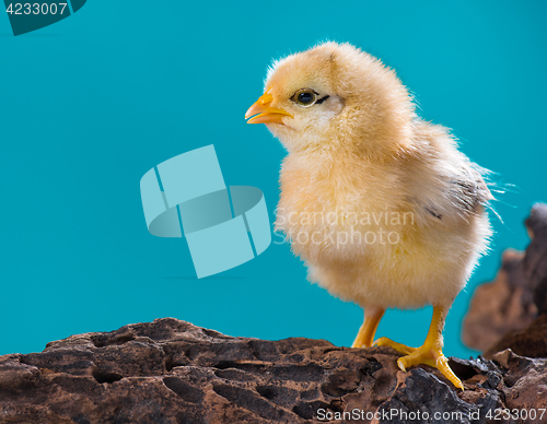 Image of Cute newborn chicken