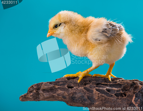 Image of Cute newborn chicken