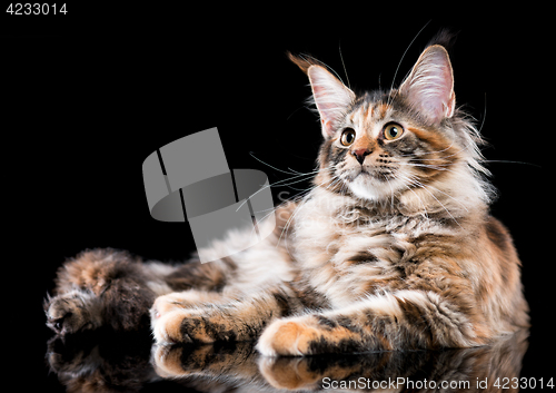 Image of Portrait of Maine Coon cat