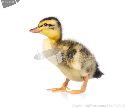 Image of Cute little duckling