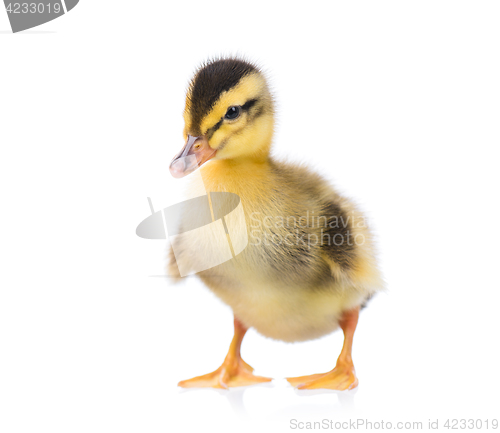 Image of Cute little duckling