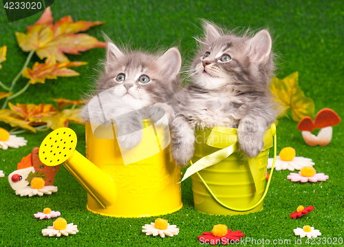 Image of Cute gray kittens