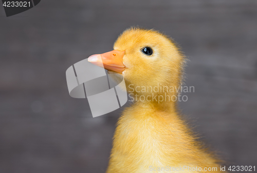 Image of Cute newborn duckling