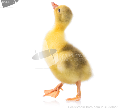 Image of Cute little gosling