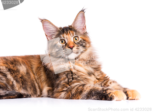 Image of Portrait of Maine Coon cat