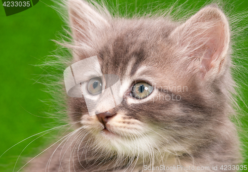 Image of Cute gray kitten