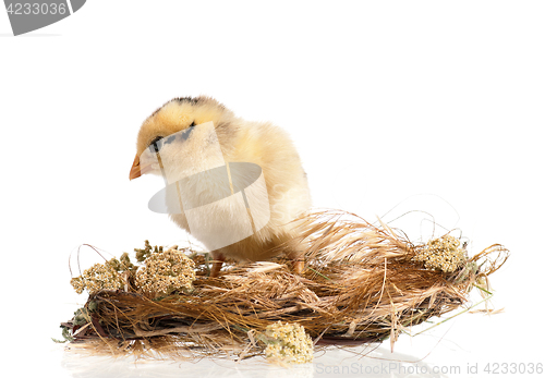 Image of Newborn chicken in nest