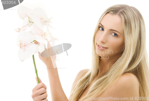 Image of white orchid