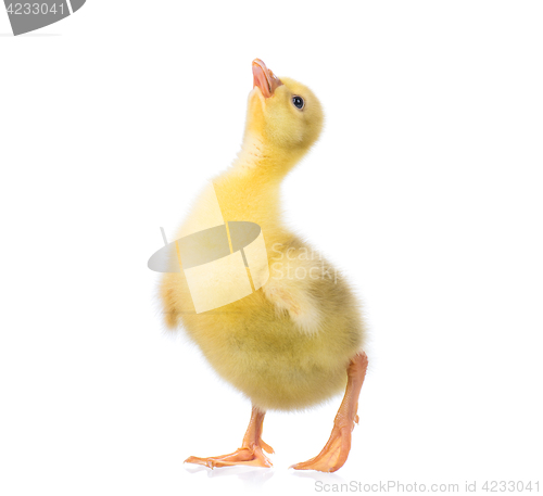 Image of Cute little gosling