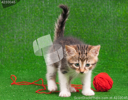 Image of Kitten playing red clew thread