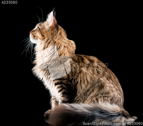 Image of Portrait of Maine Coon cat