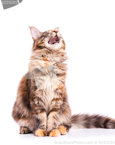 Image of Portrait of Maine Coon cat