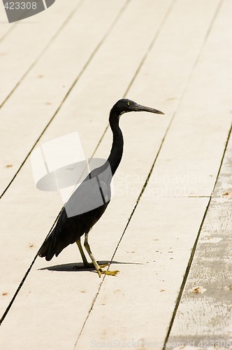 Image of Heron