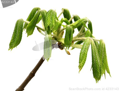 Image of Spring twigs of horse chestnut tree (Aesculus hippocastanum) wit