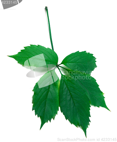 Image of Green virginia creeper leaf 