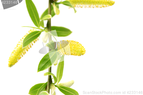 Image of Spring twigs of willow with young green leaves and yellow catkin