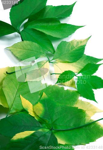 Image of Background of green leafs (Virginia creeper leaves)