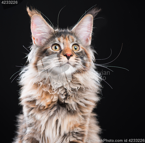 Image of Portrait of Maine Coon cat