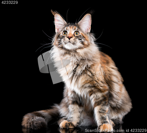 Image of Portrait of Maine Coon cat