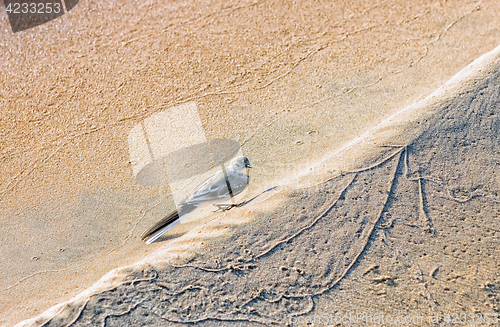 Image of Bird On A Sandy Beach