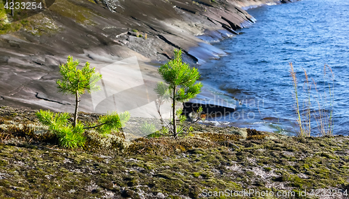 Image of Young Pines On The Rocky Shore