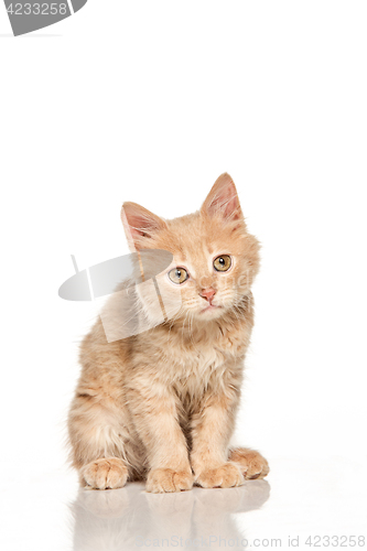Image of The cat on white background