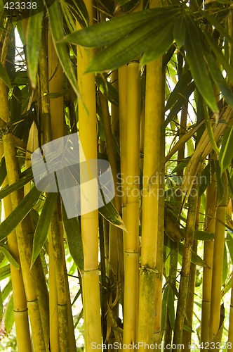 Image of Bamboo