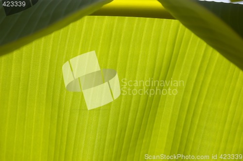 Image of Banana Leaf