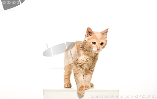 Image of The cat on white background