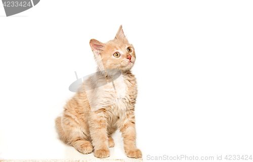 Image of The cat on white background