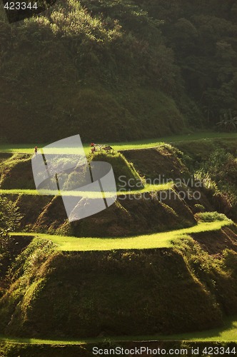 Image of Banaue Rice Terraces