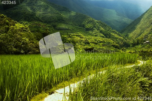 Image of Hapao Rice Terraces, Philippines